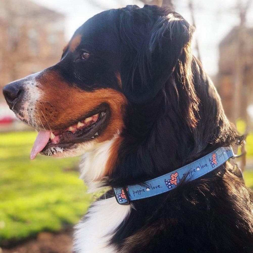 USA PUPPIE LOVE DOG COLLAR (BLUE) 5